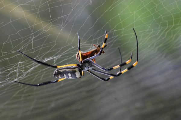 HOTREGA Ungeziefer Spray Insekten Spray Mücken Insektenvernichter Spray 600 ml